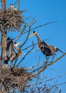 Heron Greeting - Photo by Frank Zaremba MNEC