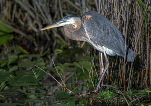 Heron Home - Photo by Mary Anne Sirkin