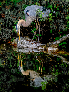 Heron Reflection - Photo by Frank Zaremba MNEC