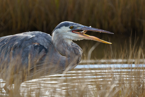 Heron's Breakfast - Photo by Jeff Levesque