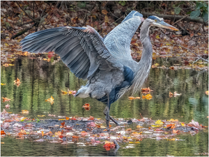 Herron drying off - Photo by Frank Zaremba MNEC