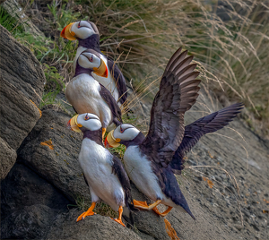 Hey - Let Me In! - Photo by Susan Case