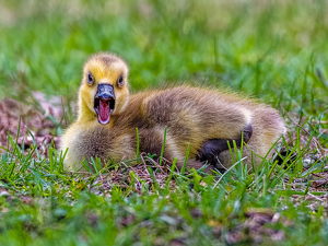 Hey I said no pictures - Photo by Frank Zaremba MNEC