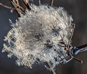 Hidden face - Photo by John Clancy