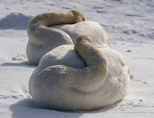 Hiding From The Cold - Photo by Karin Lessard