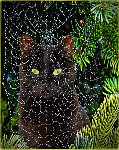 Hiding - Photo by Dolph Fusco