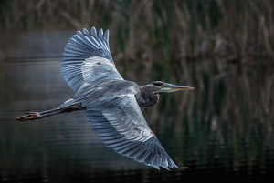 High Speed Turn - Photo by Bill Payne