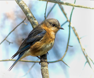 High-key bluebird - Photo by Merle Yoder