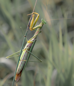 Holding Fast - Photo by Bob Ferrante