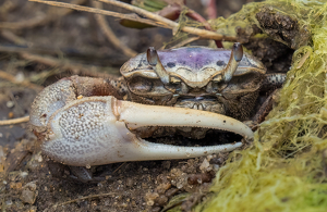 Class B 1st: Home Defense by Karin Lessard