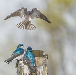 Home Invasion - Photo by Marylou Lavoie