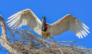 Class A 1st: Home Repairs - Jabiru Stork by Susan Case