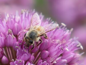 Honeybee - Photo by Mireille Neumann