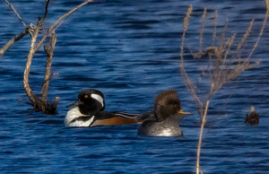 Hooded Merganser Pair - Photo by Arthur McMannus