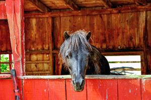 Horse in a Barn !!! - Photo by Aadarsh Gopalakrishna