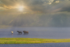 Horses in the Storm - Photo by Danielle D'Ermo