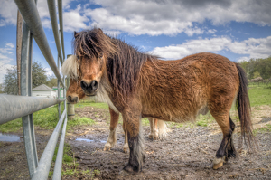 Horses - Photo by Frank Zaremba MNEC