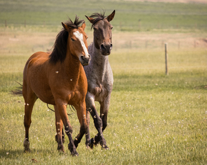 Horsing Around - Photo by Grace Yoder