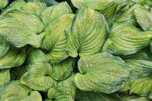 Hostas Galore - Photo by Ron Thomas