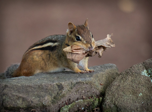 House Cleaning - Photo by Grace Yoder