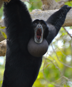 Howler - Photo by Linda Fickinger