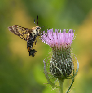 Hummingbird Clearwing Moth by Bob Ferrante