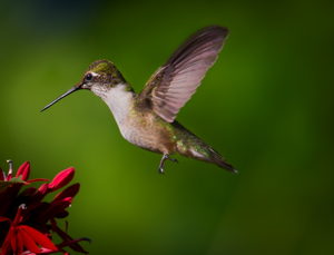 Hummingbird feeding at Native Red Cardinal Flower - Photo by Danielle D'Ermo