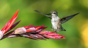 Hummingbird on a Canna Lily by Libby Lord