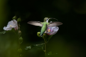 Hummingbird on Hibiscus - Photo by Danielle D'Ermo