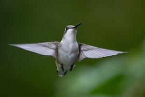 Hummingbird - Photo by Jeff Levesque