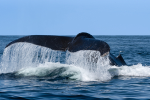 Humpback Fluke - Photo by Lorraine Cosgrove