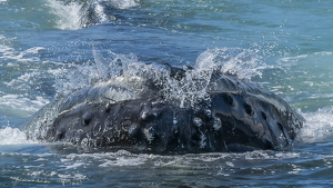 Humpback's Huge Mouthful of Sand lance - Photo by Lorraine Cosgrove