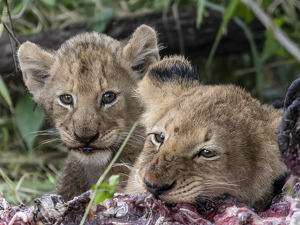 Hungry Cubs - Photo by Nancy Schumann