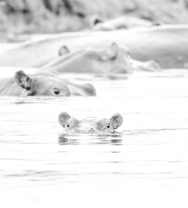 Hungry Hippo - Photo by Nancy Schumann