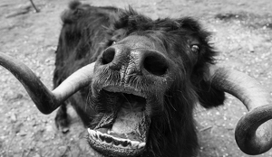 Hungry Ox - Photo by Jeff Levesque