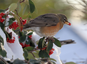 Class B HM: Hungry Robin having breakfast by Mireille Neumann