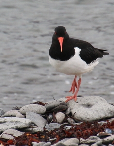 Class A HM: Hunting for Breakfast on the Fjord by Barbara Steele