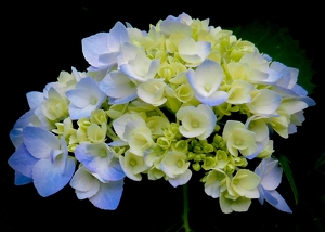 Class B 2nd: Hydrangea Early Blooms by Quyen Phan