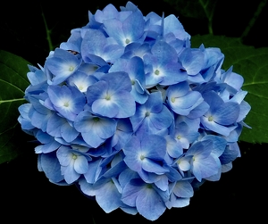 Class B HM: Hydrangea by Quyen Phan