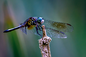 I Am Smiling - Photo by Bill Payne