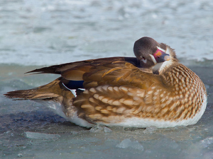 I am So Pretty - Photo by Karin Lessard