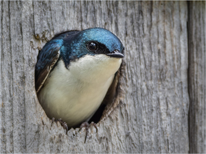 Class B 2nd: I Claim This House by Karin Lessard