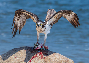 I Don't Share! Capisce?! - Photo by John Straub