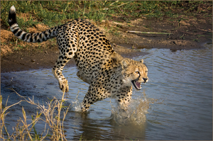 I Hate Getting My Feet Wet - Photo by Susan Case