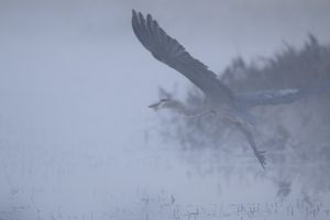 I saw a Great Blue Heron in my dream - Photo by Nancy Schumann