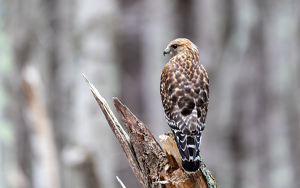 I See You - Photo by Tim Abbuhl