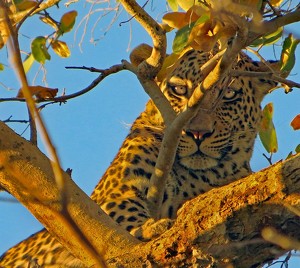 I Seeeee Youuuuu - Photo by Eric Wolfe