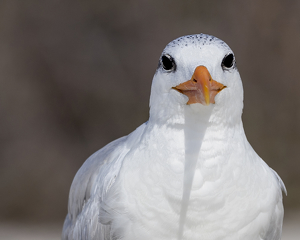 I Think She Likes You - Photo by Eric Wolfe