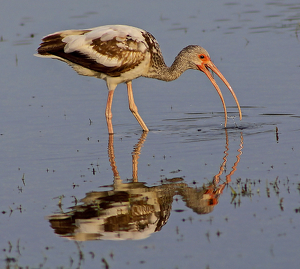 Class A 2nd: Ibis Fishing by William Latournes