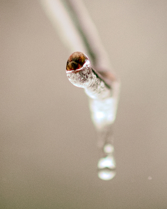 ice #1 - Photo by John Parisi